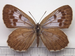 Phengaris arionides