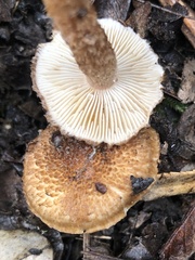 Inocybe hystrix