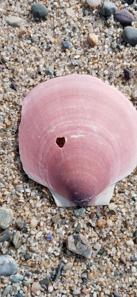 sea scallop