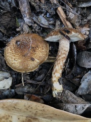 Inocybe hystrix