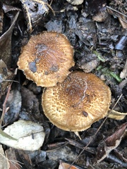 Inocybe hystrix