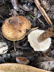 Inocybe hystrix