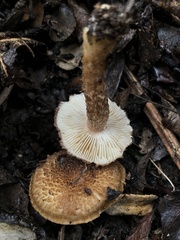 Inocybe hystrix