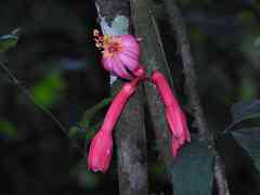 Passiflora amoena