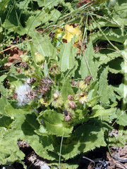 Sonchus grandifolius