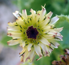 Sonchus grandifolius