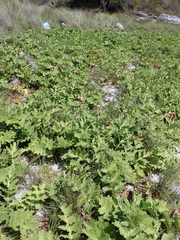 Sonchus grandifolius