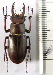Lucanus ferriei