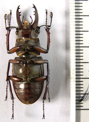 Lucanus ferriei