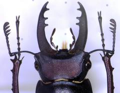 Lucanus ferriei
