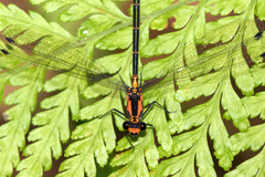 Austroargiolestes amabilis