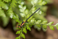 Austroargiolestes amabilis