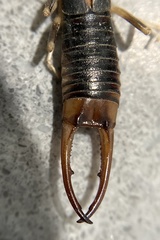 Labidura truncata