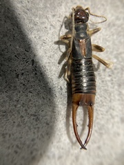 Labidura truncata