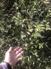 Olearia fragrantissima