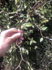 Olearia fragrantissima