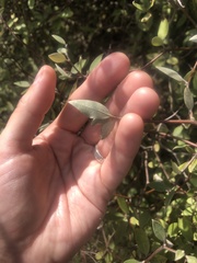Olearia fragrantissima