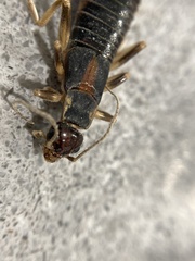 Labidura truncata