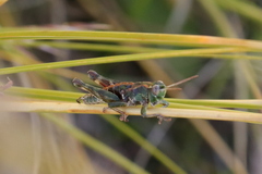 Sigaus campestris