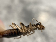 Labidura truncata