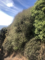 Olearia fragrantissima