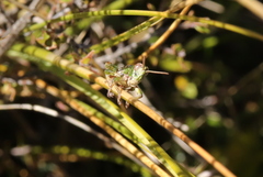 Sigaus campestris