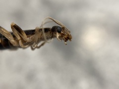 Labidura truncata