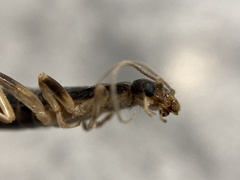 Labidura truncata
