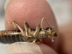 Labidura truncata