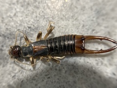 Labidura truncata