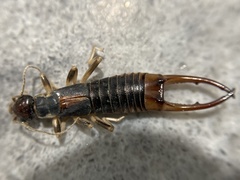 Labidura truncata