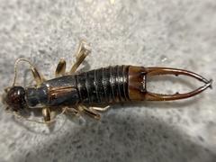 Labidura truncata
