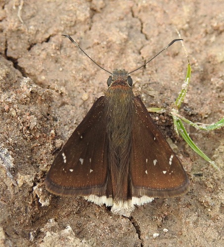 Drusius Cloudywing