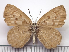 Niphanda fusca