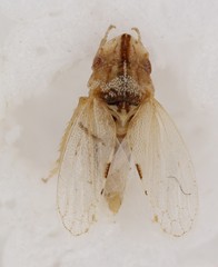 Xerophloea peltata