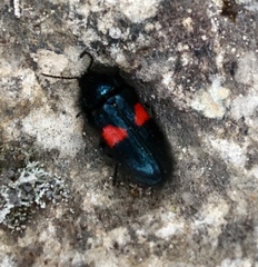 Astylus aulicus
