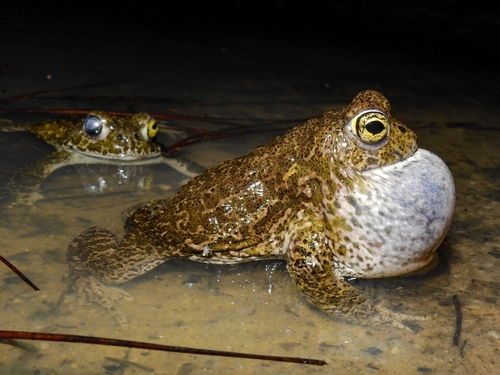 Natterjack Toad
