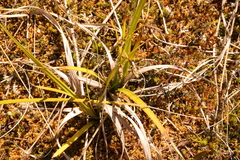 Carex coriacea