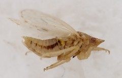 Xerophloea peltata