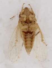 Xerophloea peltata