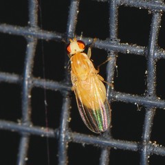 Chyromyidae