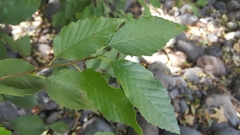 Alnus oblongifolia