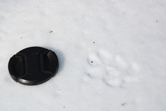 Vulpes vulpes fulvus