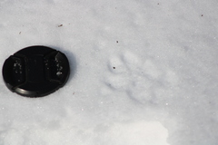 Vulpes vulpes fulvus