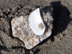 Heteroclidus punctatus