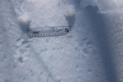 Vulpes vulpes fulvus