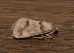 Pseudoschinia elautalis