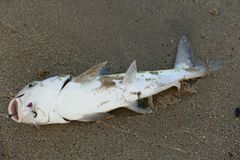 Plicofollis argyropleuron