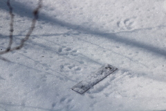 Vulpes vulpes fulvus