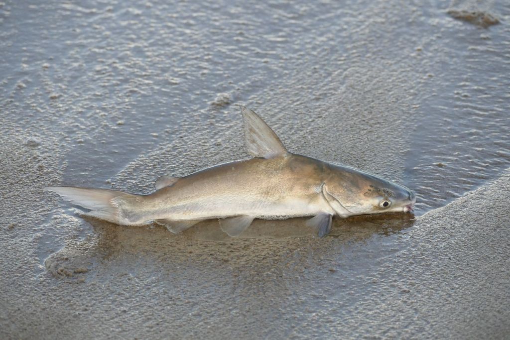 Longsnouted Catfish